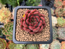 Echeveria Agavoides 'Red Bell' 2" Succulent Plant