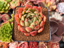 Echeveria 'Evening Star' 2"-3" Succulent Plant