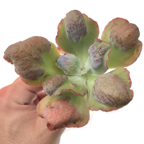 Echeveria 'Lilac Frost' 3"-4" Rare Succulent Plant