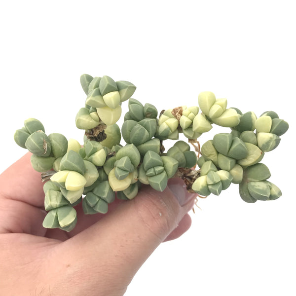 Corpuscalaria 'Lehmanii' Variegated 3"-4" Rare Succulent Plant