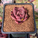 Echeveria Agavoides 'Red Ebony' 1" Succulent Plant