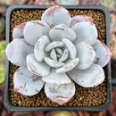 Echeveria 'Laui' 2" Powdery Succulent Plant