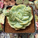Echeveria 'Green Carla' 2"-3" Succulent Plant