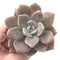 Echeveria 'Missing You' 3" Powdery Succulent Plant