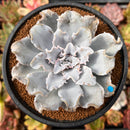 Echeveria 'Crispate Beauty' Spurred Form 3"-4" Succulent Plant