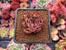 Echeveria Agavoides 'Red Kingdom' 2" Succulent Plant