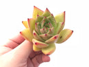 Echeveria Agavoides Ebony 3” Rare Succulent Plant