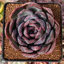 Echeveria Hybrid sp. 3" Succulent Plant