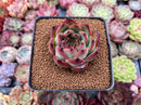 Echeveria Agavoides 'Fire Pillar' 2" Succulent Plant