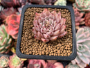 Echeveria 'Zaragoza' 1" Succulent Plant
