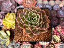 Echeveria Agavoides 'Sarabony' 2" Succulent Plant