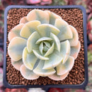 Echeveria Runyonii Variegated (Aka Echeveria 'Akaihosi' Variegated) 2" Succulent Plant