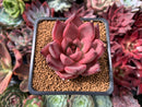 Echeveria Agavoides 'Red Ebony' 2" Succulent Plant