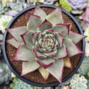 Echeveria Agavoides 'Magnum' 4" Succulent Plant