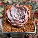 Echeveria 'Pinky' 2" Succulent Plant