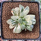 Haworthia 'Retusa' Variegated 2"-3" Succulent Plant