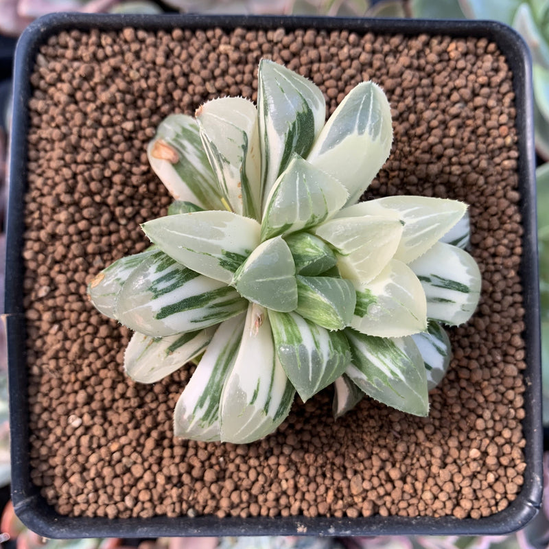haworthia retusa succulent Haworthia 'Retusa' Variegated 2"-3" Succulent Plant – True Succulents Plant Co