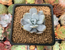 Echeveria 'Laui' 1" Powdery Succulent Plant