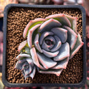 Echeveria 'Steel Heart' 1" Succulent Plant