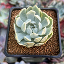 Echeveria 'Angel-In-Us' Variegated 2" Succulent Plant