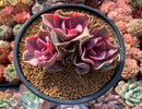 Echeveria 'Rainbow' Variegated Cluster 4" Succulent Plant