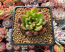 Echeveria Agavoides 'Ferrari' 2"-3" Succulent Plant