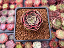 Echeveria 'Zestar' 1" Succulent Plant