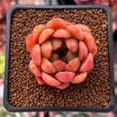 Echeveria 'Evening Star' 1" Succulent Plant