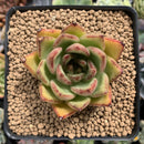Echeveria Agavoides 'Ebony' 3" Succulent Plant