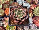 Echeveria 'Sharman' 2" Succulent Plant