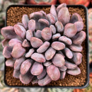Echeveria 'Cupid' 2"-3" Cluster Succulent Plant