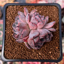 Echeveria 'Mata' 2" Succulent Plant