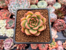 Echeveria 'Peach Wine' 1"-2" Succulent Plant