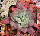 Echeveria 'Linguas' 4" Succulent Plant