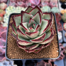 Echeveria Agavoides 'Supermartin' 3" Succulent Plant