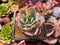 Echeveria 'Luella'Variegated 2" Succulent Plant