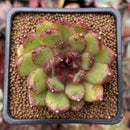 Echeveria Agavoides 'Black Queen' 2"-3" Succulent Plant