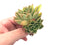 Echeveria ‘Bob Jolly’ Variegated Cluster 3" Rare Succulent Plant
