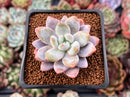 Echeveria 'Monroe Queen' 1" Powdery Succulent Plant