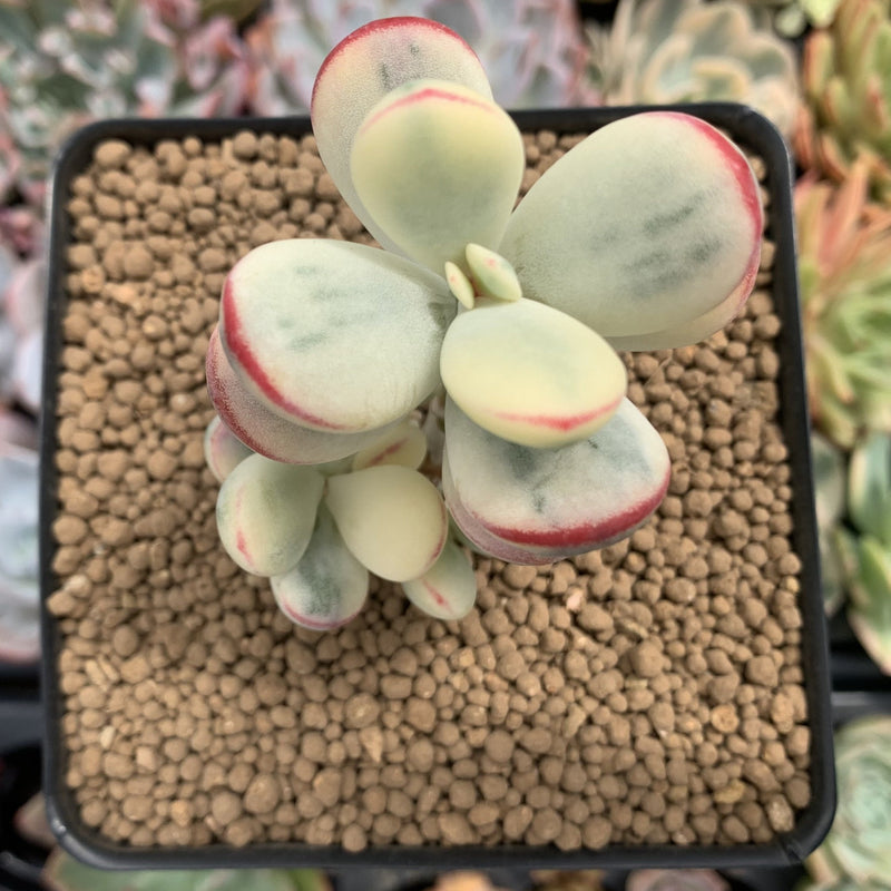 Cotyledon 'Orbiculata' Variegated 3