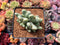 Conophytum 'Bilobum' Cluster 2"-3" Succulent Plant