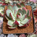 Echeveria 'Casio' Lightly Variegated 2" Succulent Plant