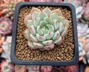 Echeveria sp. 1" Succulent Plant