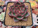 Echeveria Agavoides 'Raison' 3" Succulent Plant