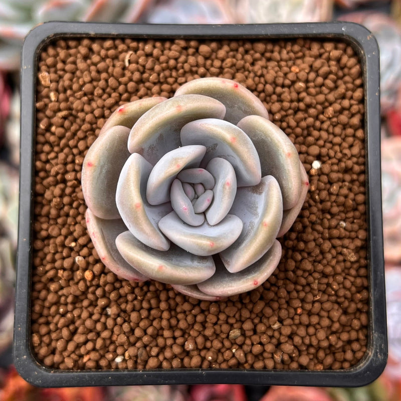 succulent plants winter Echeveria 'Winter Flower' 1" New Hybrid Succulent Plant – True Succulents Plant Co