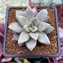 Echeveria 'Sunshine' 2" Succulent Plant