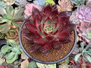 Echeveria Agavoides 'Johnny Walker' 4"-5" Succulent Plant