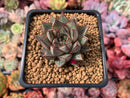 Echeveria 'Purpusorum' White Form 3" Succulent Plant