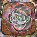 Echeveria 'Beyonce' Variegated 4"-5" Large Succulent Plant