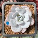 Echeveria 'Laui' 1" Powdery Succulent Plant